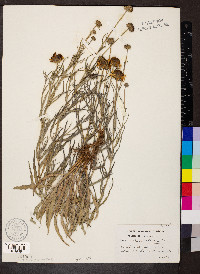 Helianthus ciliaris image