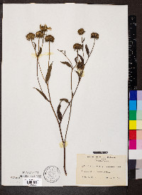 Helianthus giganteus image