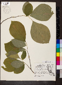 Styrax grandifolius image