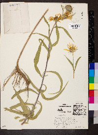 Helianthus maximiliani image