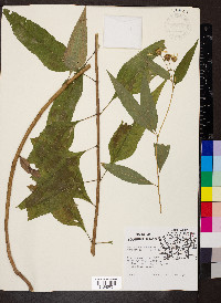 Helianthus microcephalus image