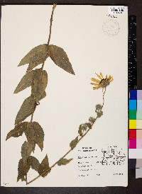 Helianthus mollis image