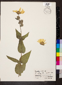 Helianthus mollis image