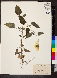 Helianthus petiolaris image