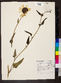 Helianthus petiolaris image