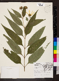 Helianthus strumosus image