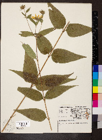 Helianthus strumosus image