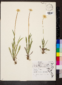 Krigia dandelion image