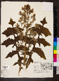 Lactuca biennis image