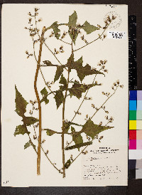 Lactuca floridana image