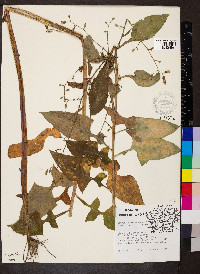 Lactuca floridana image