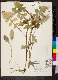 Lactuca hirsuta image