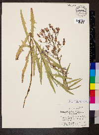 Lactuca tatarica var. pulchella image