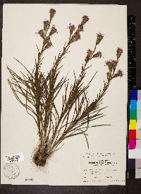 Liatris cylindracea image