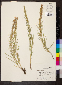 Liatris punctata image