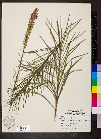 Liatris spicata image