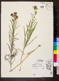 Liatris squarrosa image