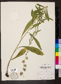 Liatris squarrulosa image
