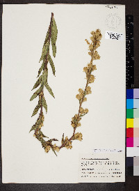 Nabalus altissimus image