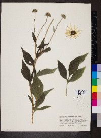 Rudbeckia subtomentosa image