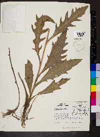 Silphium laciniatum image
