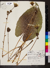 Silphium terebinthinaceum image