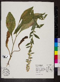 Solidago bicolor image