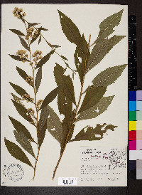 Solidago buckleyi image