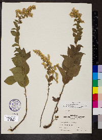 Solidago drummondii image