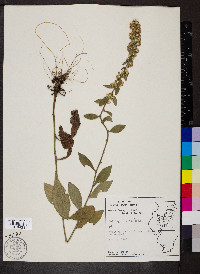 Solidago hispida image