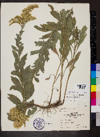 Solidago radula image