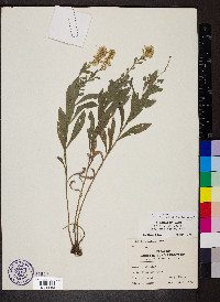 Solidago radula image