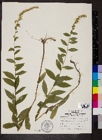 Solidago rugosa var. aspera image