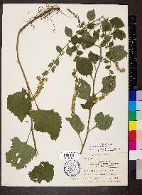 Solidago sphacelata image