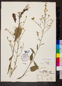 Symphyotrichum oolentangiense image