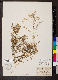 Symphyotrichum racemosum image