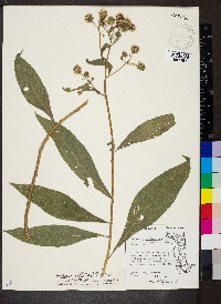 Verbesina alternifolia image