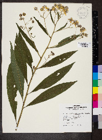 Verbesina alternifolia image