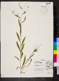 Boltonia asteroides image