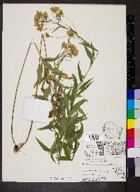 Brickellia eupatorioides image