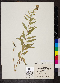 Brickellia eupatorioides image