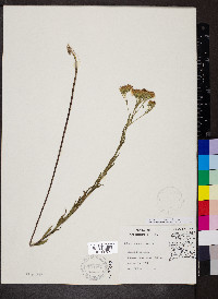 Brickellia eupatorioides image