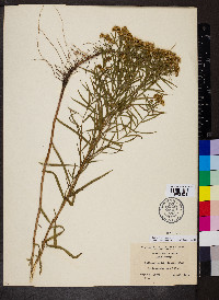 Euthamia gymnospermoides image