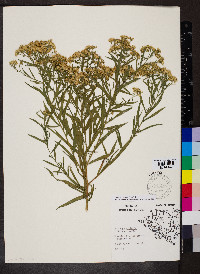 Euthamia lanceolata image