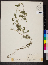 Galinsoga parviflora image