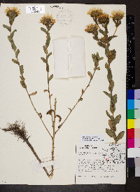 Grindelia ciliatus image