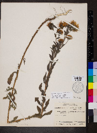 Heterotheca camporum var. camporum image