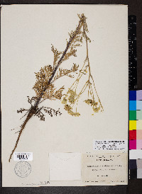 Hymenopappus scabiosaeus image