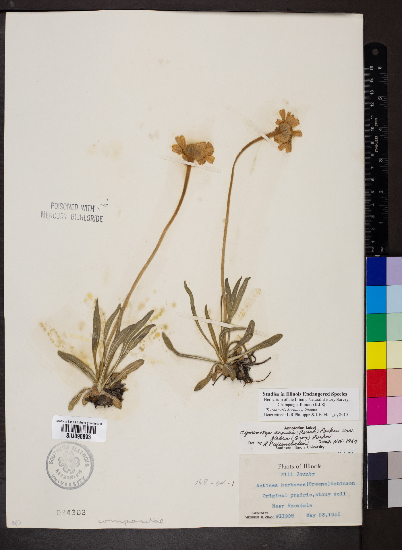 Tetraneuris herbacea image