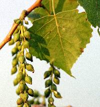 Image of Populus deltoides